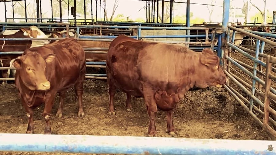 Salah satu tanda akhir zaman adalah kemunculan sapi atau merah sempurna yang telah lahir di Yarusalem, Israel Pada tahun 2018. (Tangkapan Layar Youtube The Temple Institute)