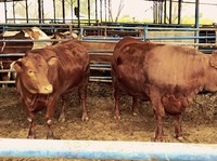 RI Impor Sapi Brasil, Luhut Pede Harga Daging Turun Drastis