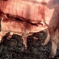 Bikin Geger! Ini Potret Sapi Merah Tanda Kiamat Versi Yahudi