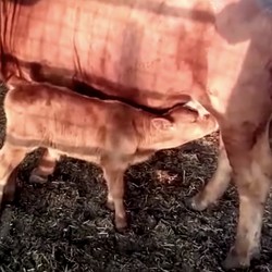 Bikin Geger! Ini Potret Sapi Merah Tanda Kiamat Versi Yahudi