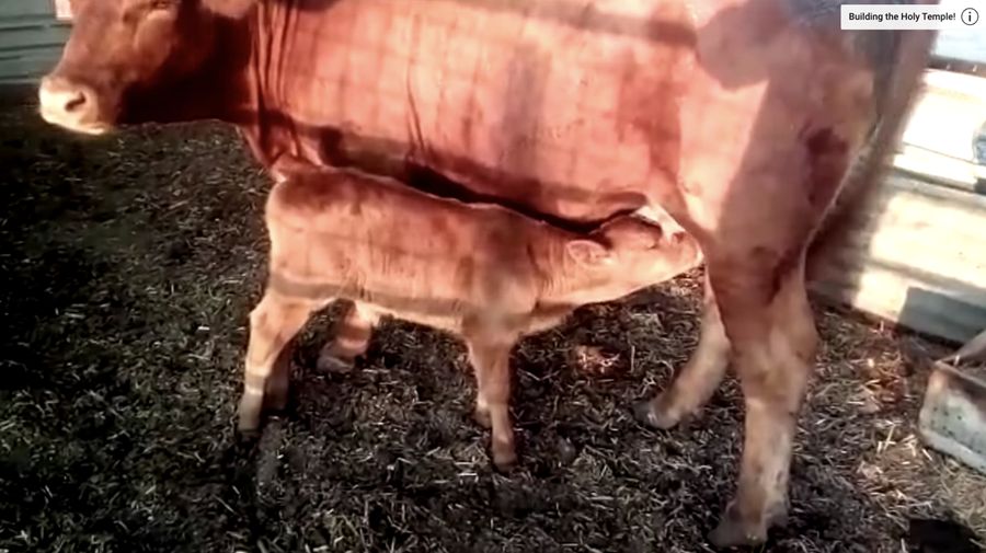 Salah satu tanda akhir zaman adalah kemunculan sapi atau merah sempurna yang telah lahir di Yarusalem, Israel Pada tahun 2018. (Tangkapan Layar Youtube The Temple Institute)