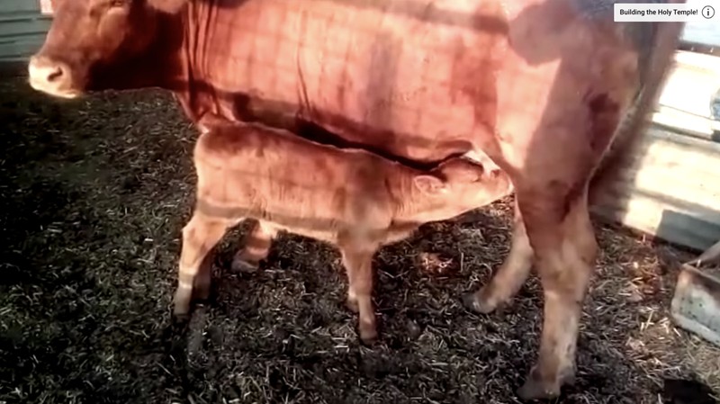 Salah satu tanda akhir zaman adalah kemunculan sapi atau merah sempurna yang telah lahir di Yarusalem, Israel Pada tahun 2018. (Tangkapan Layar Youtube The Temple Institute)