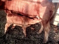 Bikin Geger! Ini Potret Sapi Merah Tanda Kiamat Versi Yahudi