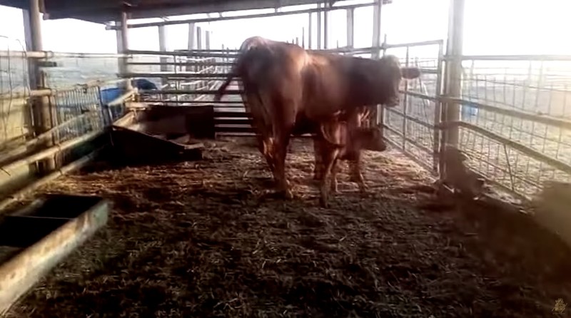 Salah satu tanda akhir zaman adalah kemunculan sapi atau merah sempurna yang telah lahir di Yarusalem, Israel Pada tahun 2018. Salah satu tanda akhir zaman adalah kemunculan sapi atau merah sempurna yang telah lahir di Yarusalem, Israel Pada tahun 2018. (Tangkapan Layar Youtube The Temple Institute)