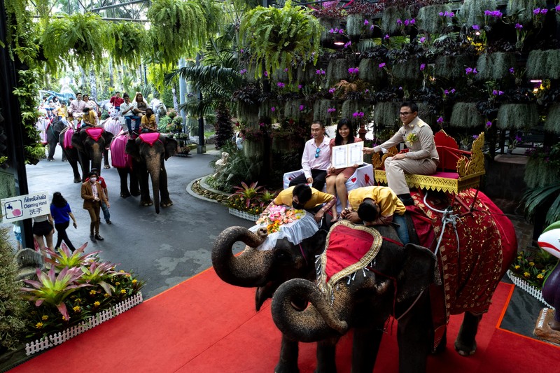 Pasangan menunggangi gajah dalam perayaan Hari Valentine, di Taman Tropis Nong Nooch di provinsi Chonburi, Thailand, 14 Februari 2023. (REUTERS/Athit Perawongmetha)