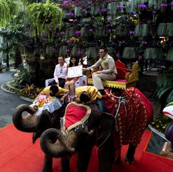 Unik! Puluhan Pasangan Nikah di Atas Gajah Saat Valentine