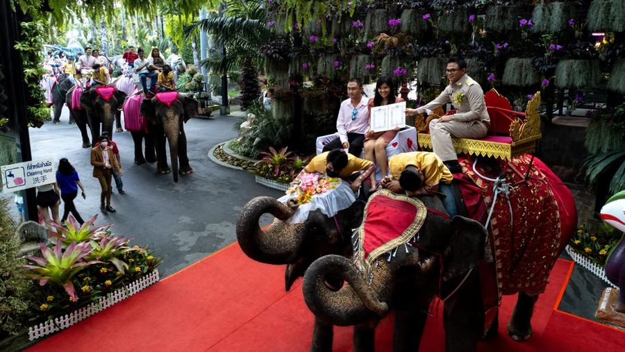Pasangan menunggangi gajah dalam perayaan Hari Valentine, di Taman Tropis Nong Nooch di provinsi Chonburi, Thailand, 14 Februari 2023. (REUTERS/Athit Perawongmetha)