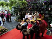Unik! Puluhan Pasangan Nikah di Atas Gajah Saat Valentine