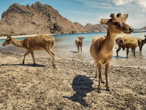 Waktu Terbaik Liburan ke Labuan Bajo, Musim Kemarau atau Musim Hujan?