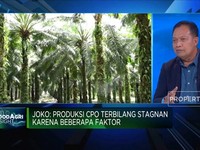Tantangan Bisnis Sawit, Produksi Stagnan & Harga Melandai!