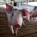 Warning! Selain Batam, Kematian Massal Babi Terjadi di Sini