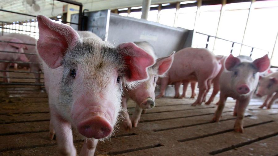 Babi dibesarkan di peternakan Gordon dan Jeanine Lockie 28 April 2009 di Elma, Iowa. Peternak babi yang terpukul oleh kenaikan harga pakan kini dihadapkan pada anjloknya harga babi yang sebagian didorong oleh kesalahpahaman tentang hubungan Flu Babi dengan makan daging babi dan larangan impor daging babi AS mentah baru-baru ini oleh beberapa negara. (File Foto - Scott Olson/Getty Images)