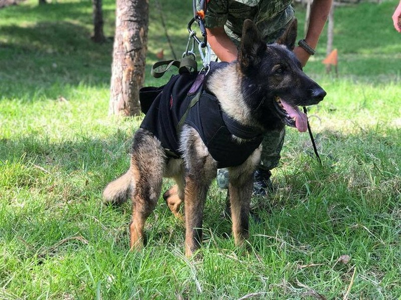 Soldiers do an honor guard during the homage to rescue dog Proteo, who died during the rescue efforts in the town of Adiyaman, Turkey, at the Santa Lucia Air Force Base in Zumpango, Mexico, February 16, 2023. National Defense Secretary (SEDENA)/Handout via REUTERS THIS IMAGE HAS BEEN SUPPLIED BY A THIRD PARTY. NO RESALES. NO ARCHIVES