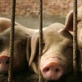 Virus Horor Serang Babi di Batam, Dugaannya karena Ini