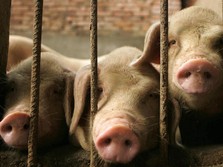 Xi Jinping Pening Lagi Gegara Babi, Ada Apa China?
