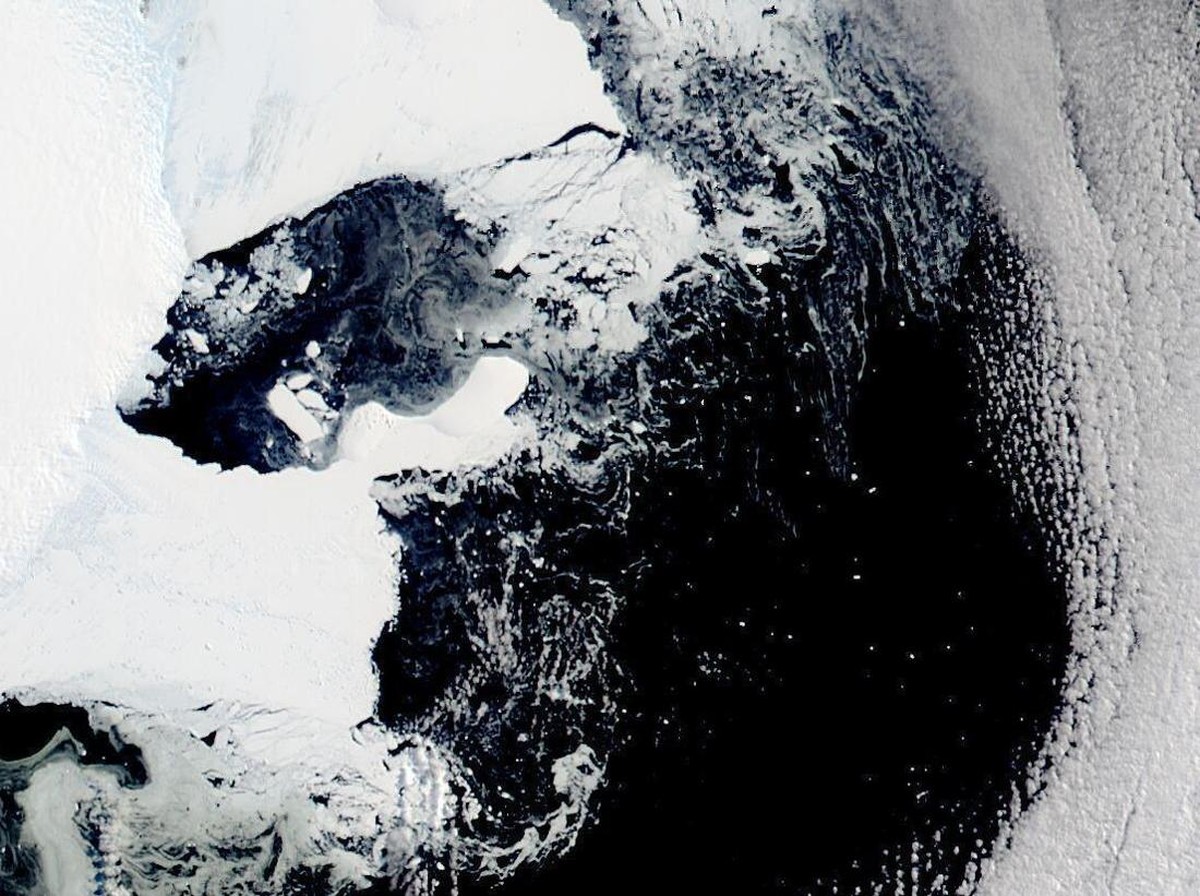 Penemuan Kehidupan Unik di Bawah Es The Rose Ice Shelf Antartika