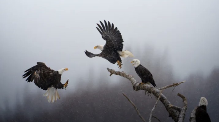 Elang botak di Chilkat Bald Eagle Preserve Alaska bersaing untuk hinggap di batang pohon. (Dok: Karthik Subramaniam)