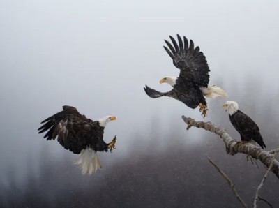 5 Burung Paling Berbahaya di Dunia, Ada dari Indonesia