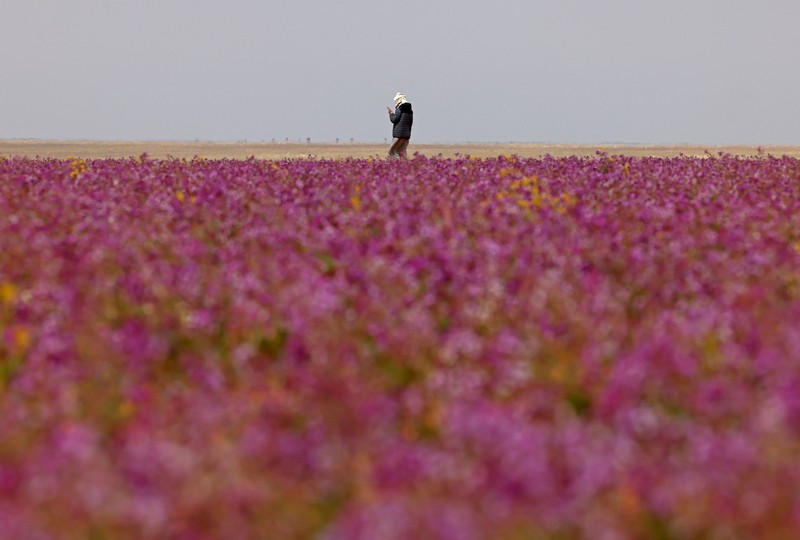 Seorang warga mengambil foto bukit yang menghijau setelah hujan deras di Mekkah, Arab Saudi pada 16 Januari 2023. Seorang warga mengambil foto bukit yang menghijau setelah hujan deras di Mekkah, Arab Saudi pada 16 Januari 2023. (Photo by Hani Alshaer/Anadolu Agency via Getty Images)