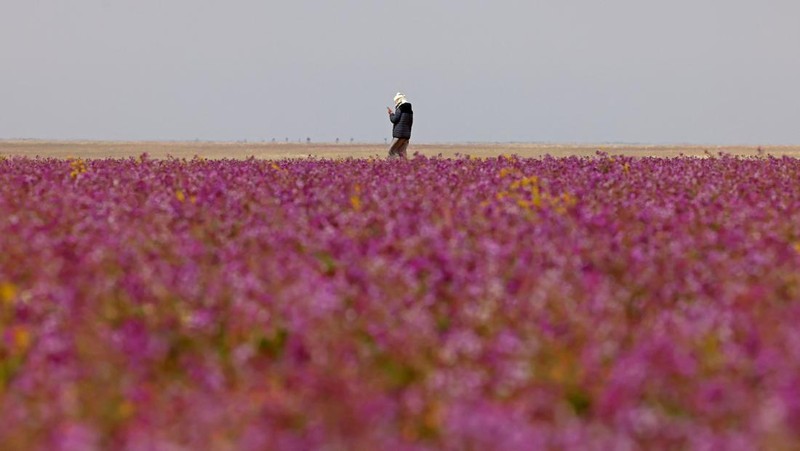 Seorang warga mengambil foto bukit yang menghijau setelah hujan deras di Mekkah, Arab Saudi pada 16 Januari 2023. (Photo by Hani Alshaer/Anadolu Agency via Getty Images)