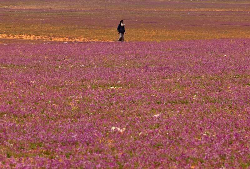 Seorang warga mengambil foto bukit yang menghijau setelah hujan deras di Mekkah, Arab Saudi pada 16 Januari 2023. (Photo by Hani Alshaer/Anadolu Agency via Getty Images)