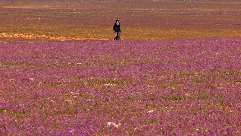 Seorang warga mengambil foto bukit yang menghijau setelah hujan deras di Mekkah, Arab Saudi pada 16 Januari 2023. (Photo by Hani Alshaer/Anadolu Agency via Getty Images)