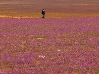 Penampakan Tanah Arab, Gurun Tandus Jadi Padang Lavender