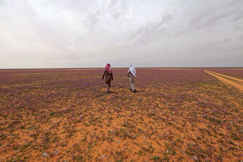 Gurun pasir di bagian utara Arab Saudi dekat perbatasan Irak, Rafha, berubah menjadi padang lavender usai bunga bermekaran di wilayah tersebut. (AFP via Getty Images/FAYEZ NURELDINE) Gurun pasir di bagian utara Arab Saudi dekat perbatasan Irak, Rafha, berubah menjadi padang lavender usai bunga bermekaran di wilayah tersebut. (AFP via Getty Images/FAYEZ NURELDINE)