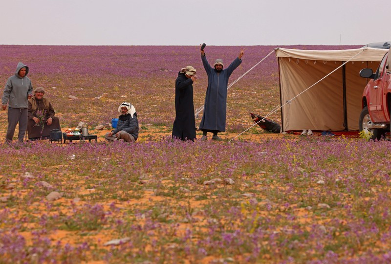 Gurun pasir di bagian utara Arab Saudi dekat perbatasan Irak, Rafha, berubah menjadi padang lavender usai bunga bermekaran di wilayah tersebut. (AFP via Getty Images/FAYEZ NURELDINE) Gurun pasir di bagian utara Arab Saudi dekat perbatasan Irak, Rafha, berubah menjadi padang lavender usai bunga bermekaran di wilayah tersebut. (AFP via Getty Images/FAYEZ NURELDINE)