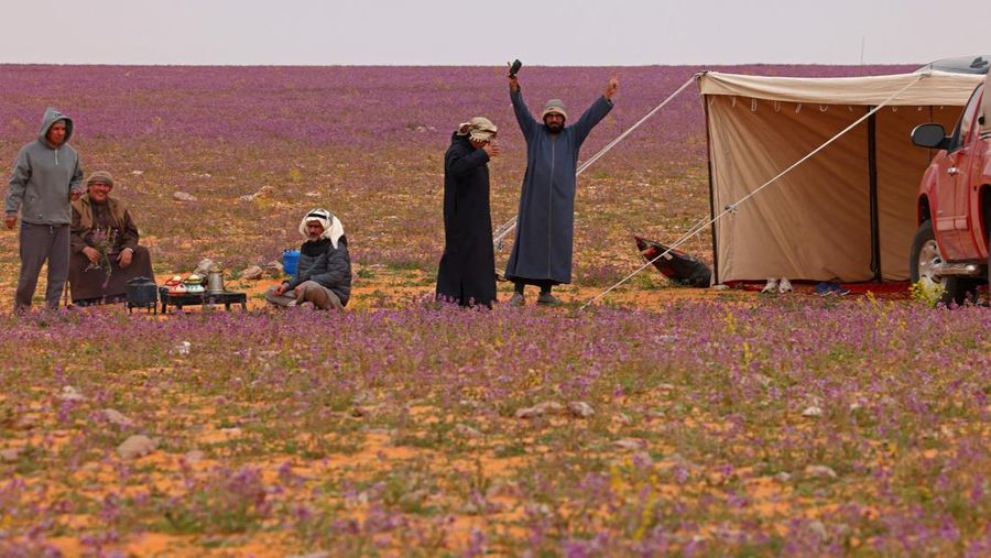 Gurun pasir di bagian utara Arab Saudi dekat perbatasan Irak, Rafha, berubah menjadi padang lavender usai bunga bermekaran di wilayah tersebut. (AFP via Getty Images/FAYEZ NURELDINE)