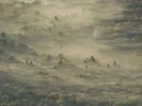 8 Foto Terbaik Tahun Ini: dari Elang Botak hingga Pohon Emas