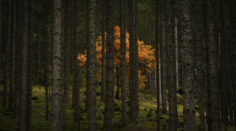 Elang botak di Chilkat Bald Eagle Preserve Alaska bersaing untuk hinggap di batang pohon. (Dok: Karthik Subramaniam) Elang botak di Chilkat Bald Eagle Preserve Alaska bersaing untuk hinggap di batang pohon. (Dok: Karthik Subramaniam)
