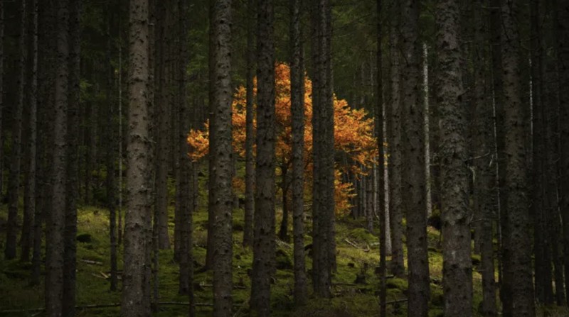Elang botak di Chilkat Bald Eagle Preserve Alaska bersaing untuk hinggap di batang pohon. (Dok: Karthik Subramaniam)