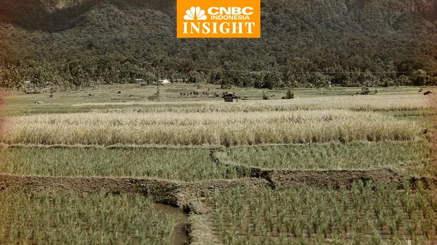 cover insight/ Sawah