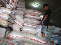 Misterius! Opsi Impor Beras Diumumkan saat Panen Raya