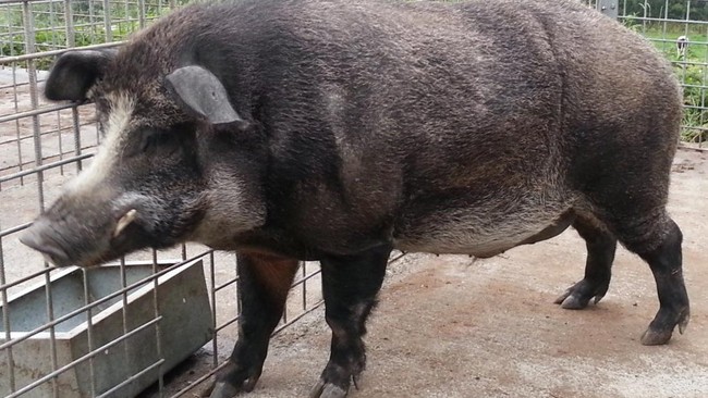 Babi Ngepet Bukan Sekadar Cerita Horor, Ada Sejarah Sosial di Baliknya