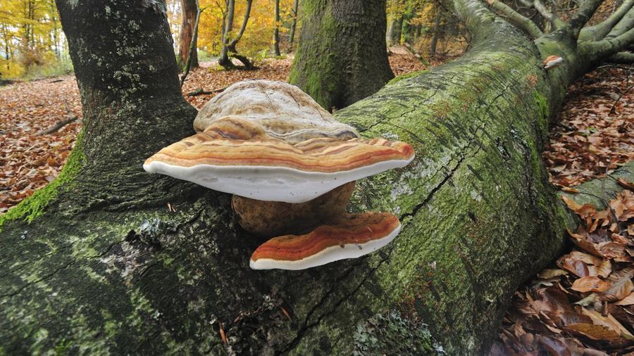 Jamur braket tinder / Jamur kuku / Polypore Tinder / Kuku kuda (Fomes fomentarius) pada batang pohon tumbang, Belgia. (File Foto - Arterra/Universal Images Group via Getty Images)