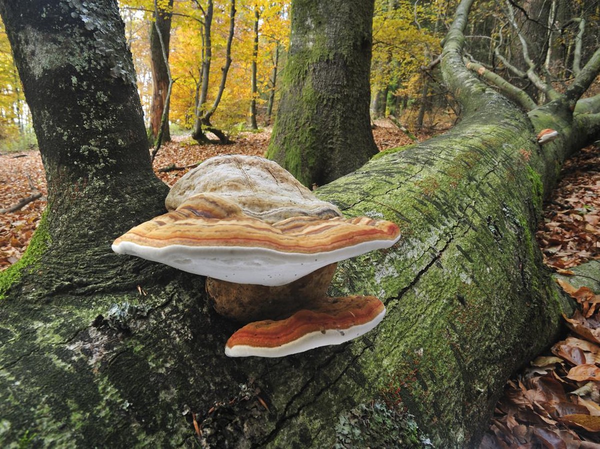 Waspadai Penyebaran Jamur Aspergillus akibat Pemanasan Global yang Meningkat