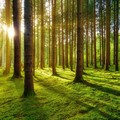 Vibrant Forest Jadi Tema OPPO Creativepreneur Corner 2023