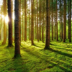 Vibrant Forest Jadi Tema OPPO Creativepreneur Corner 2023
