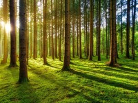 Vibrant Forest Jadi Tema OPPO Creativepreneur Corner 2023