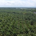 Bos Gabungan Juragan Sawit: 100% Anggota Sudah Serahkan Data