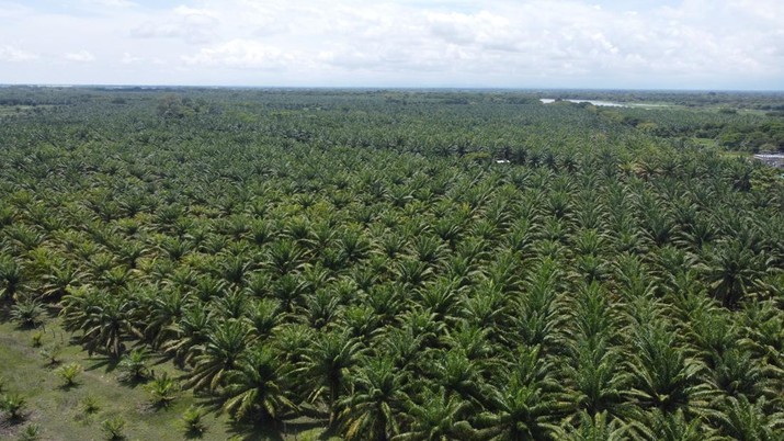 Perkebunan kelapa sawit (Anadolu Agency via Getty Images) Perkebunan kelapa sawit (Anadolu Agency via Getty Images)