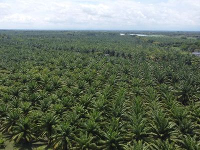 China Tertarik Beli Karbon RI, Perkebunan Kelapa Sawit Bisa Untung