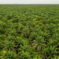 Harta Karun Ini Banyak Ditemukan di Kebun Sawit, Bisa Bikin Kaya Raya