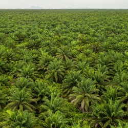 Demi Swasembada Energi, Pengusaha CPO Siap-Siap Jual Lebih ke Domestik