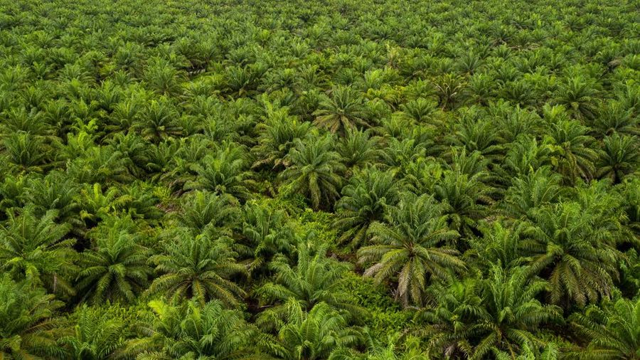 Perkebunan kelapa sawit (The Washington Post via Getty Images)