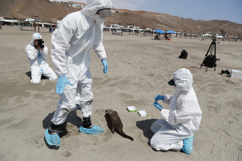 Seekor bebek mati terlihat di pantai Lobos, di tengah meningkatnya kasus infeksi flu burung, di Lima, Peru pada 22 Februari 2023. (REUTERS/Sebastian Castaneda)