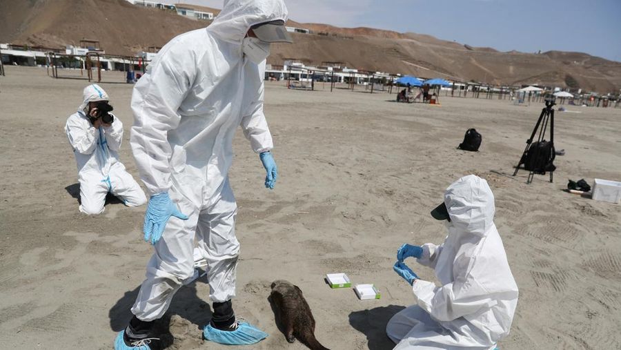 Personel National Forest and Wild Fauna Service (SERFOR) memeriksa berang-berang yang mati, di tengah meningkatnya kasus infeksi flu burung, di pantai Chepeconde, di Lima, Peru, 22 Februari 2023. (REUTERS/Sebastian Castaneda)