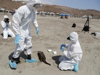 Peringatan Terbaru WHO: Flu Burung Berisiko Menular ke Sapi